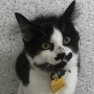 Enlarge Maxwell - Well Rounded & Fun, a Adoptable Tuxedo in Hoquiam, WA image 1/5