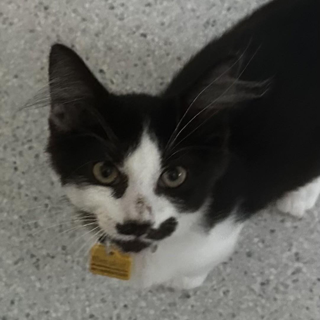 Enlarge Maxwell - Well Rounded & Fun, a Adoptable Tuxedo in Hoquiam, WA image 2/5