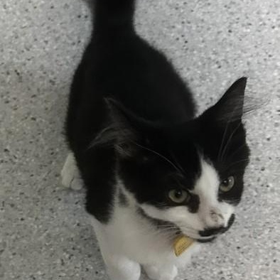 Enlarge Maxwell - Well Rounded & Fun, a Adoptable Tuxedo in Hoquiam, WA image 4/5
