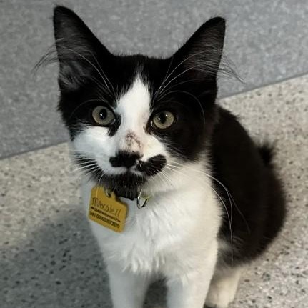 Enlarge Maxwell - Well Rounded & Fun, a Adoptable Tuxedo in Hoquiam, WA image 3/5