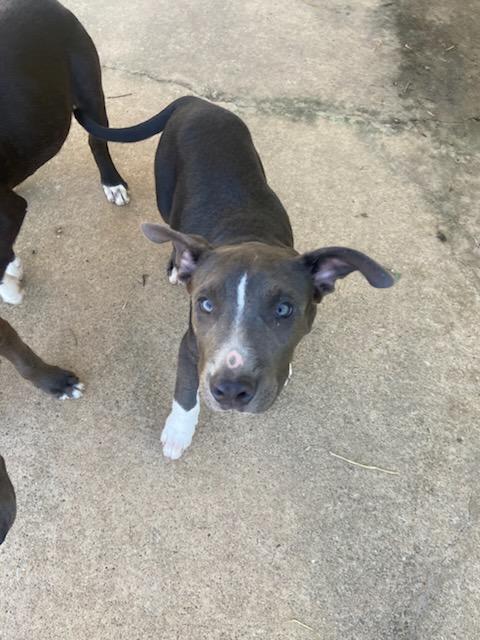 Dill 2589, Adoptable, Young Male Pit Bull Terrier & Labrador Retriever.