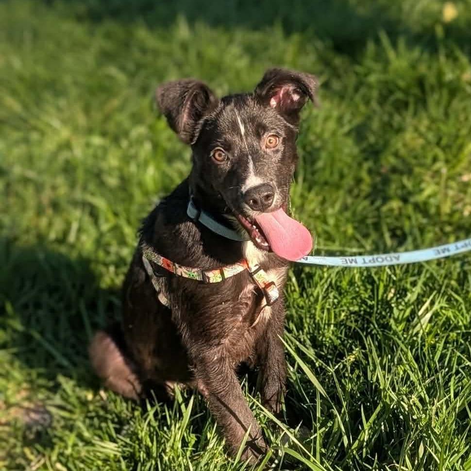 Neptune, Adoptable, Puppy Male Mixed Breed.