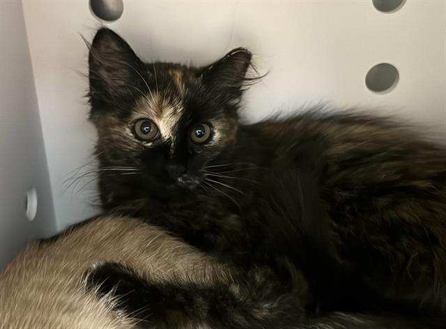 MADELEINE, Adoptable, Kitten Female Domestic Short Hair.