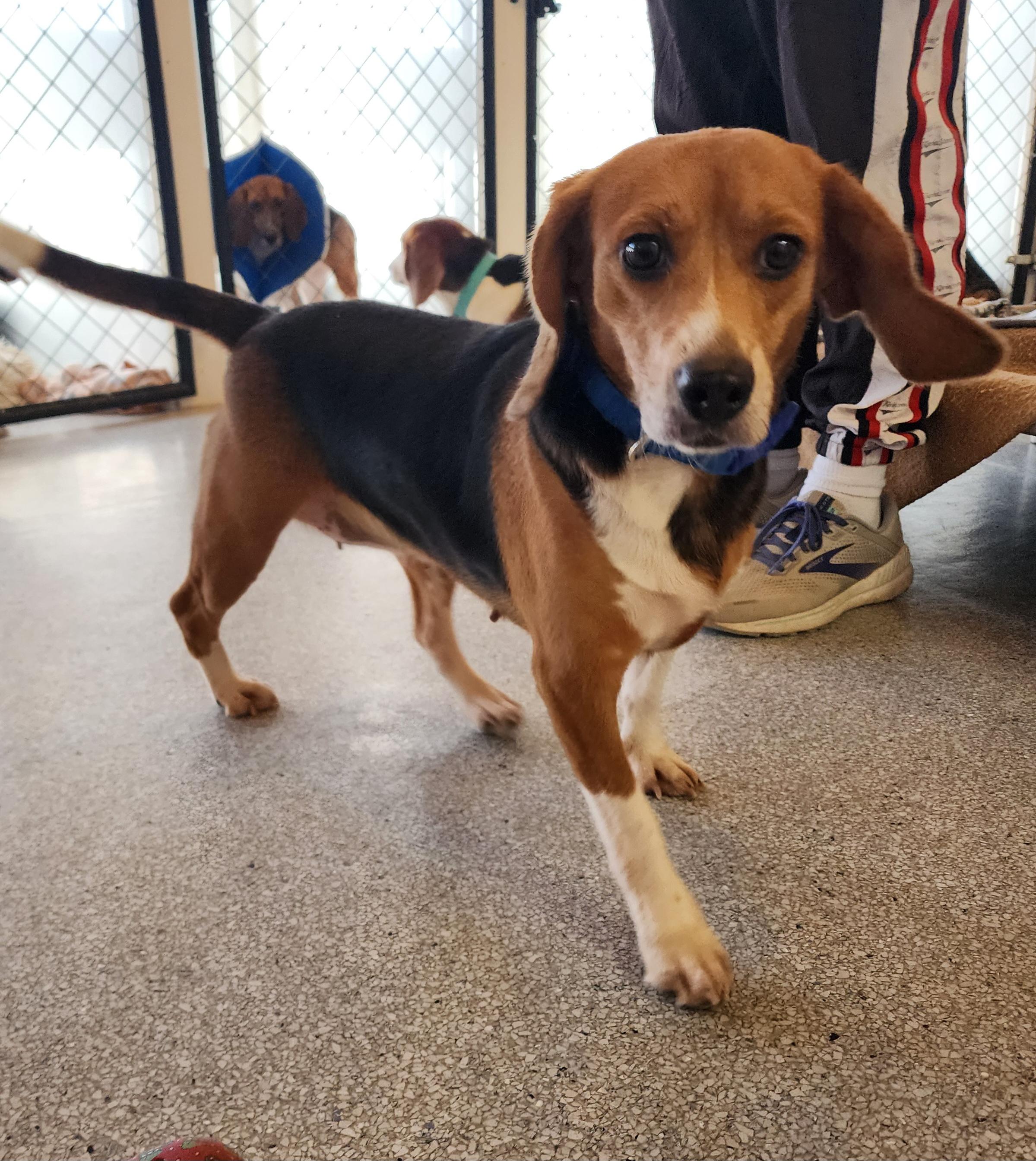 Marjorie, an adoptable Beagle in Hartville, WY, 82215 | Photo Image 1