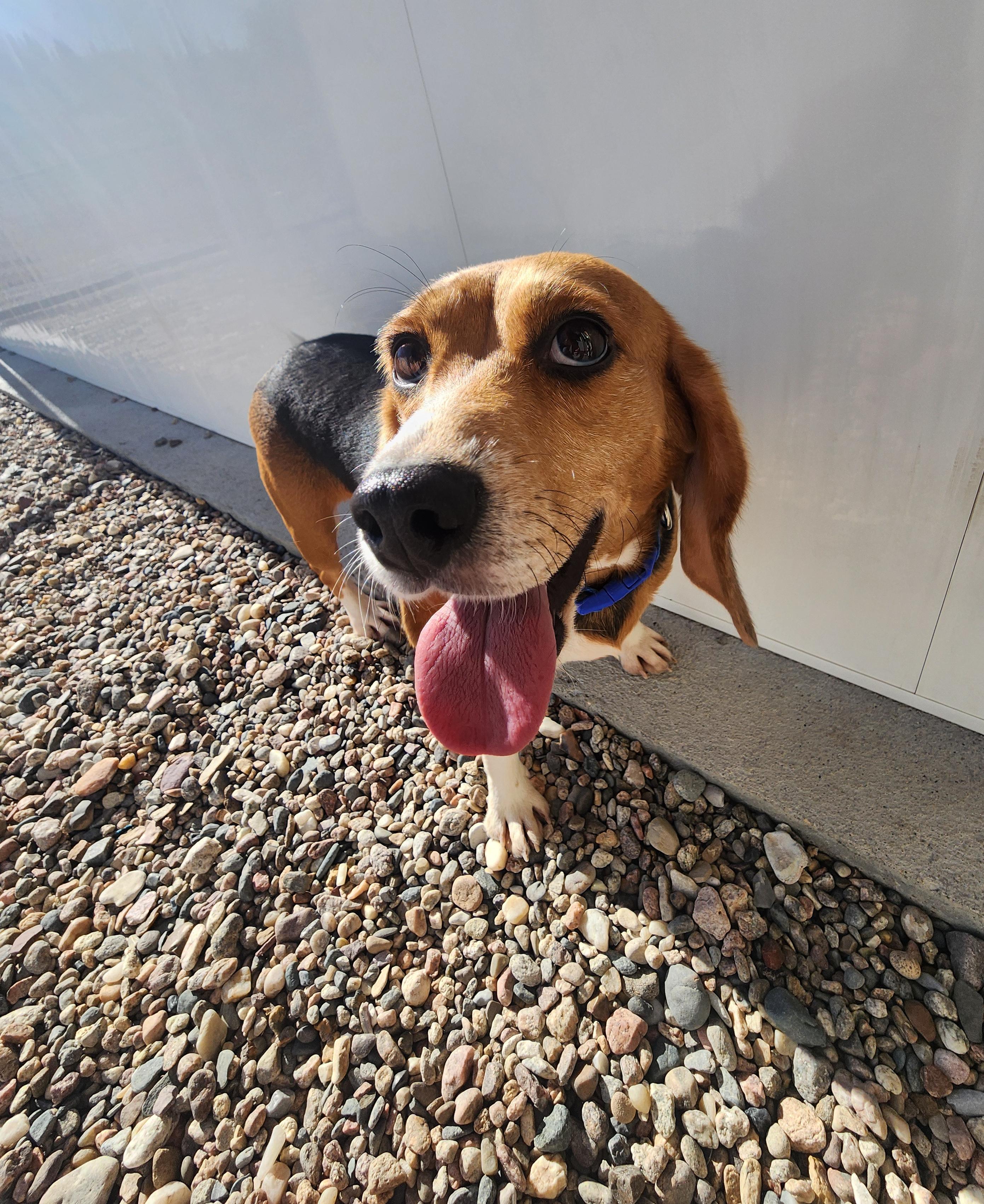Marjorie, an adoptable Beagle in Hartville, WY, 82215 | Photo Image 2