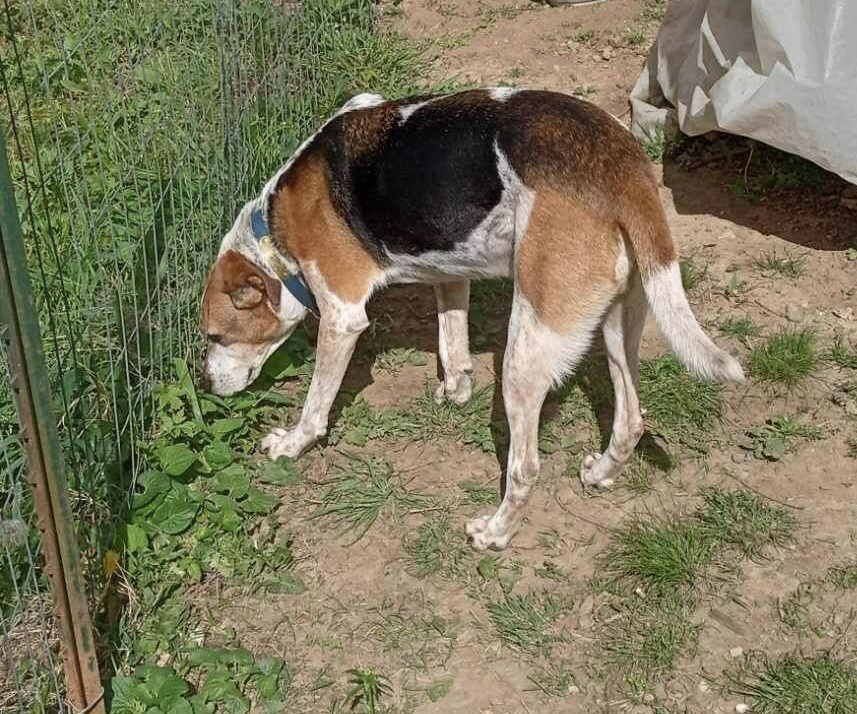 WEAGLES-JJ ( LESLIE ARKANSAS), Adopted, Senior Male Australian Cattle Dog / Blue Heeler & Treeing Walker Coonhound.