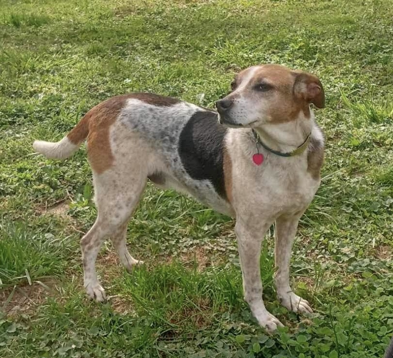 Enlarge WEAGLES-JJ ( LESLIE ARKANSAS), a Adopted mixed breed in Roundup, MT image 2/4