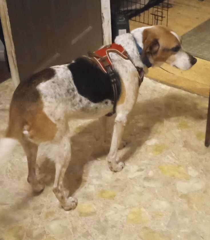 Enlarge WEAGLES-JJ ( LESLIE ARKANSAS), a Adopted mixed breed in Roundup, MT image 3/4