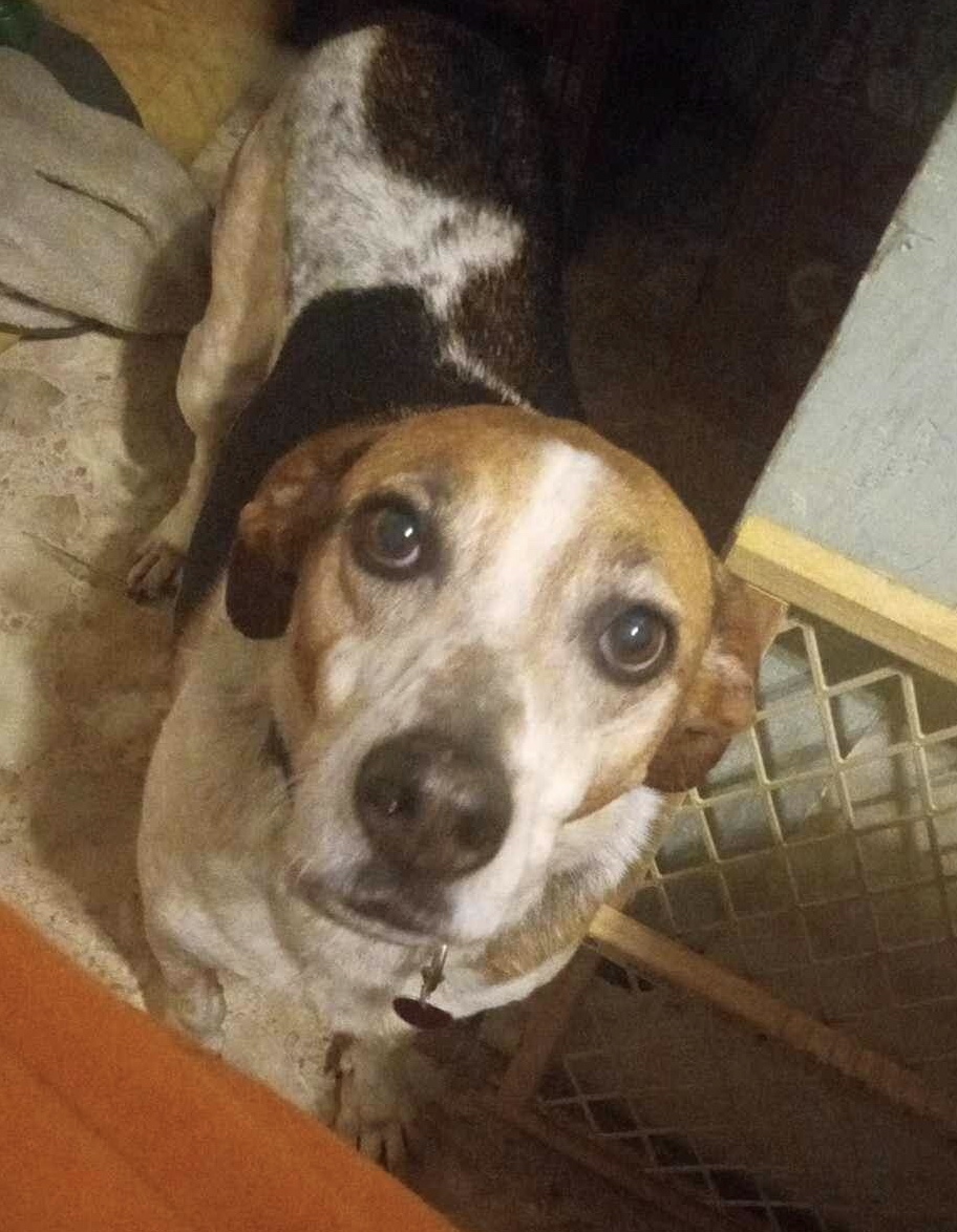 Enlarge WEAGLES-JJ ( LESLIE ARKANSAS), a Adopted mixed breed in Roundup, MT image 4/4