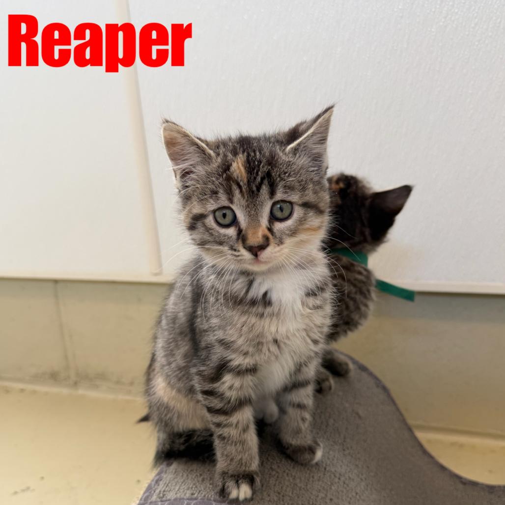 Enlarge Reaper, a Adoptable Domestic Short Hair in International Falls, MN image 1/3