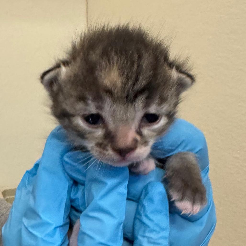 Enlarge Reaper, a Adoptable Domestic Short Hair in International Falls, MN image 2/3