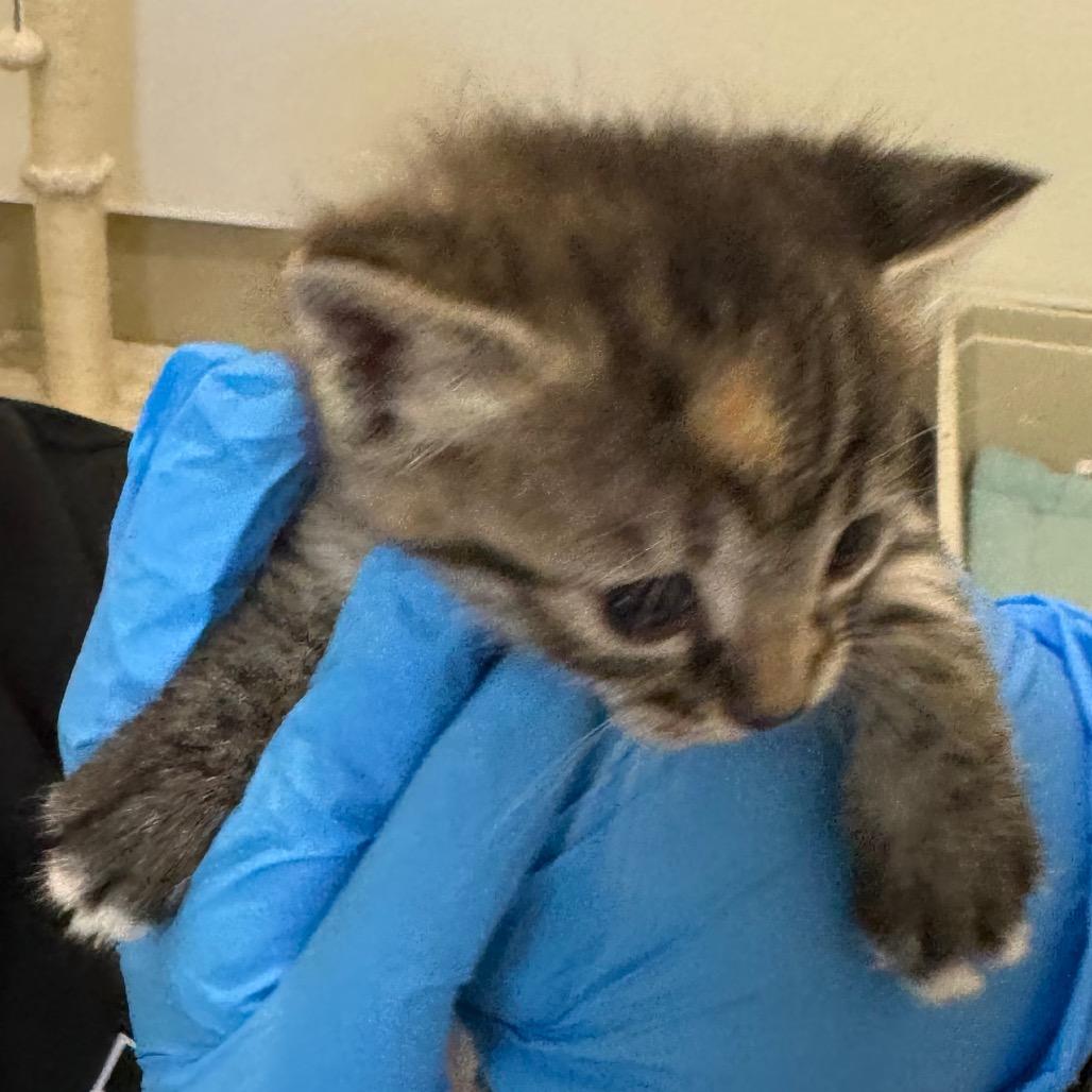 Enlarge Reaper, a Adoptable Domestic Short Hair in International Falls, MN image 3/3