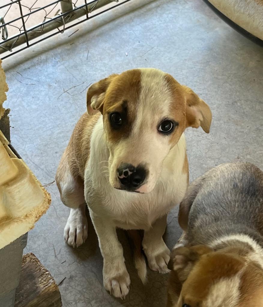 Carter, Adoptable, Young Male Terrier.