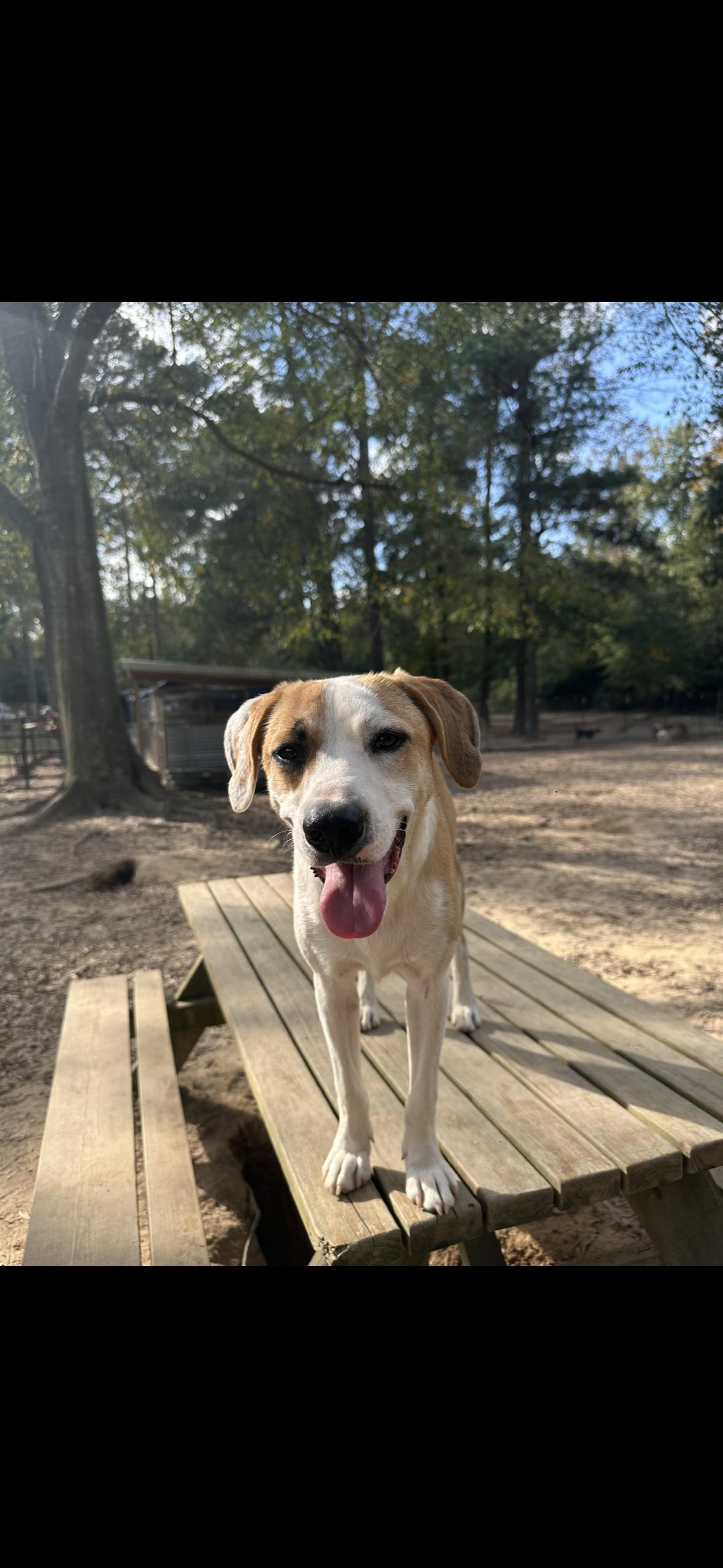 Carter, Adoptable, Young Male Hound & Corgi.