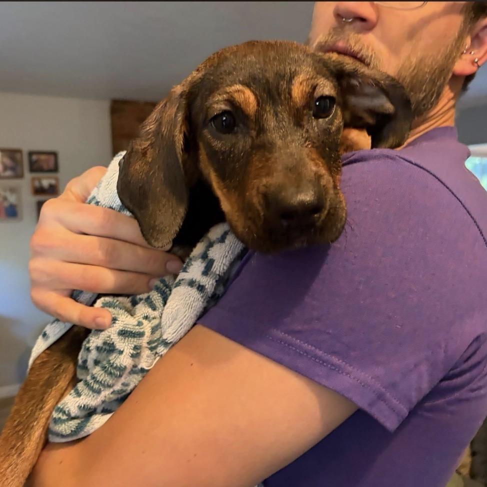 580 (2026) Olive, Adoptable, Puppy Female Shepherd & Mixed Breed.