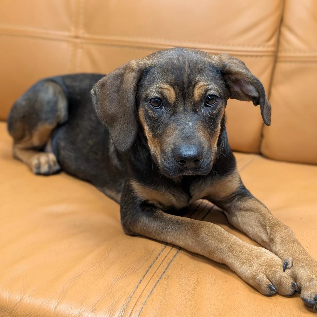 Enlarge 580 (2026) Olive, a Adoptable mixed breed in Parker, CO image 2/4