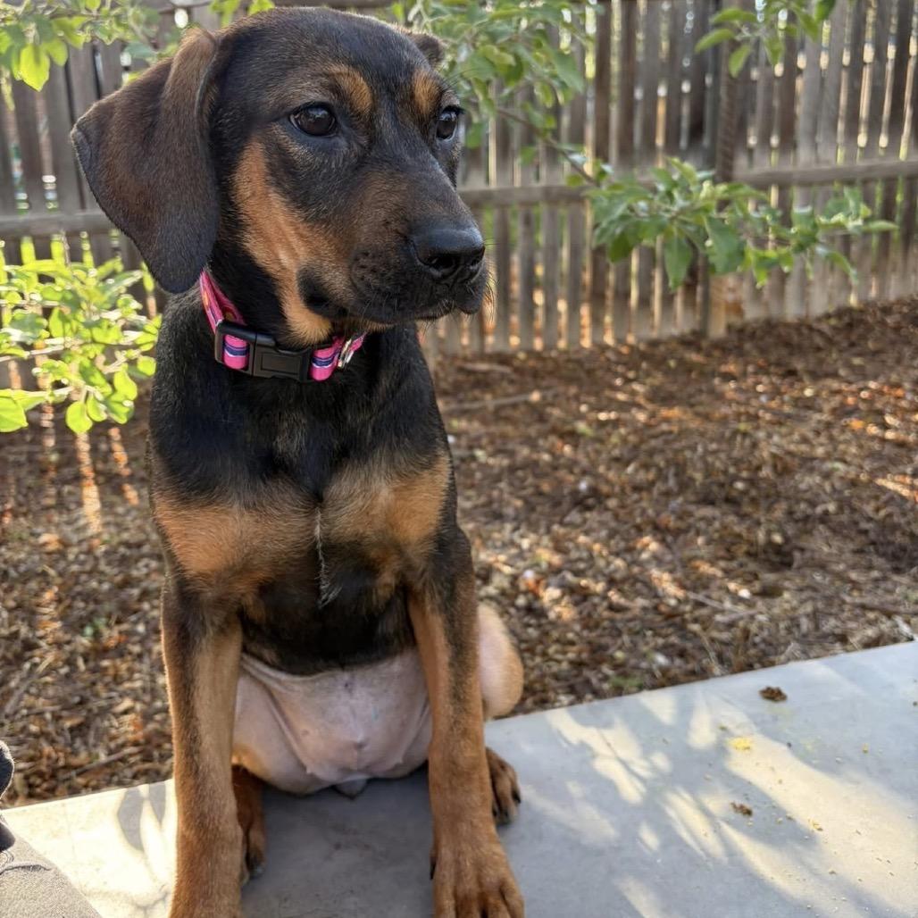 Enlarge 580 (2026) Olive, a Adoptable mixed breed in Parker, CO image 3/4