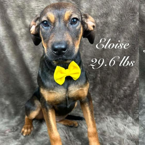 Enlarge 580 (2026) Olive, a Adoptable mixed breed in Parker, CO image 4/4