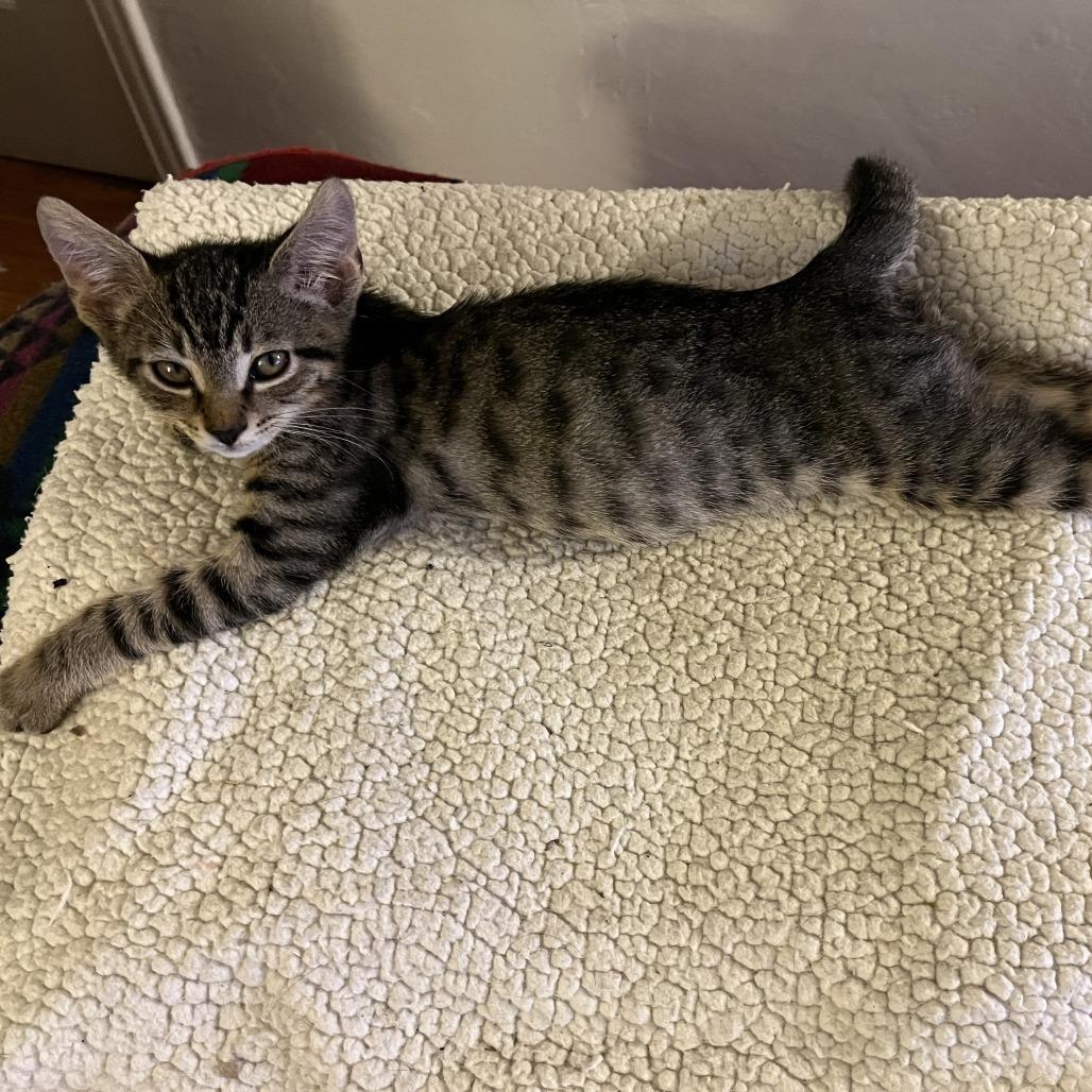 Enlarge Oscar (C000-597) - Costa Mesa Location, a Adoptable Domestic Short Hair in Chino Hills, CA image 1/6