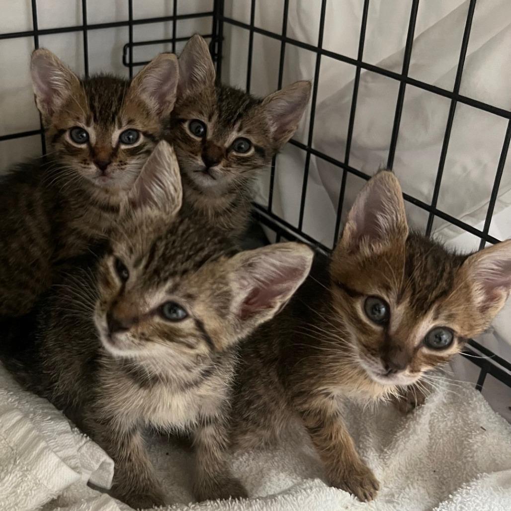 Enlarge Oscar (C000-597) - Costa Mesa Location, a Adoptable Domestic Short Hair in Chino Hills, CA image 2/6