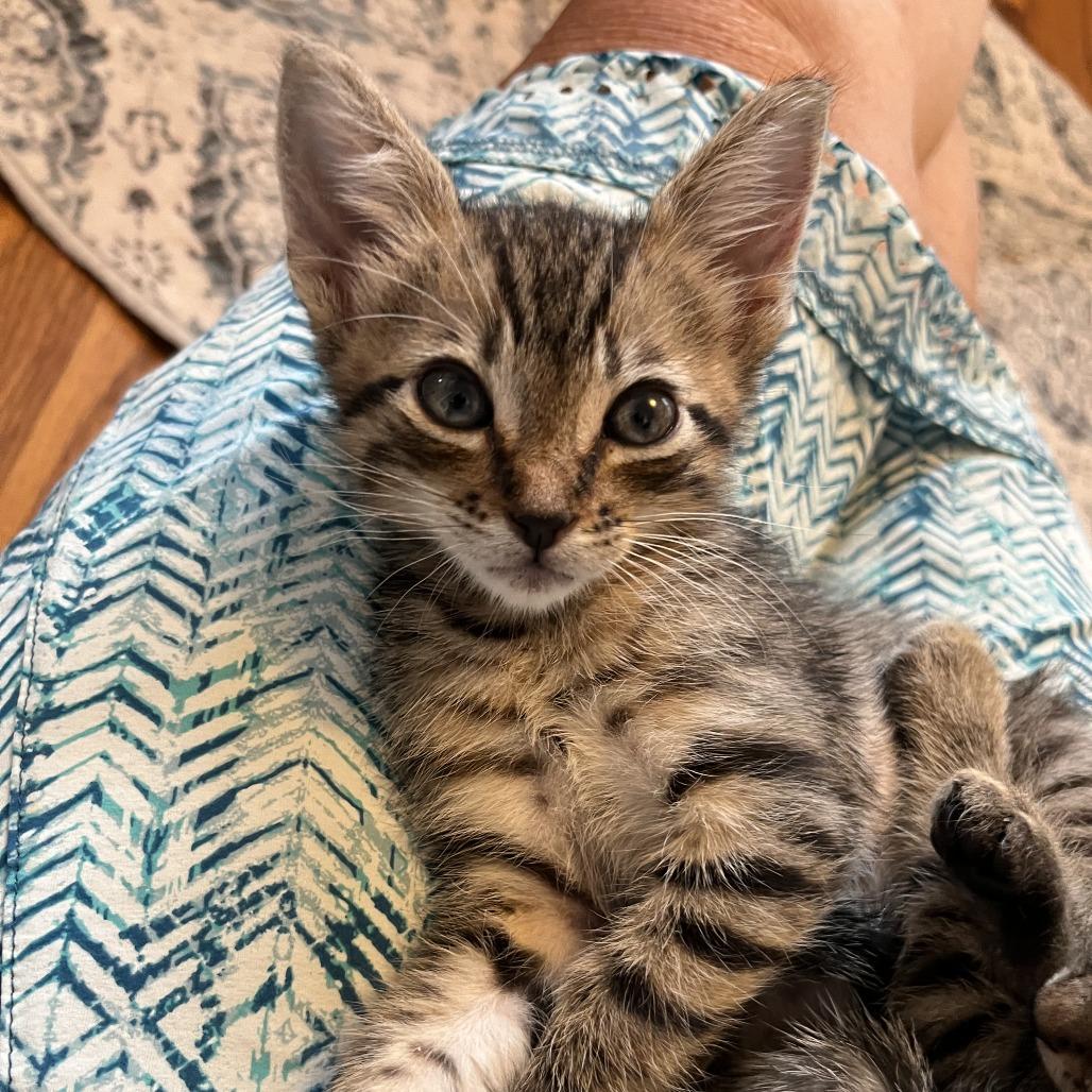 Enlarge Oscar (C000-597) - Costa Mesa Location, a Adoptable Domestic Short Hair in Chino Hills, CA image 3/6