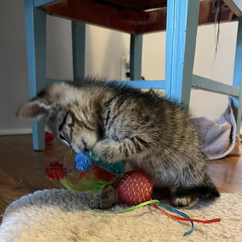 Enlarge Oscar (C000-597) - Costa Mesa Location, a Adoptable Domestic Short Hair in Chino Hills, CA image 4/6