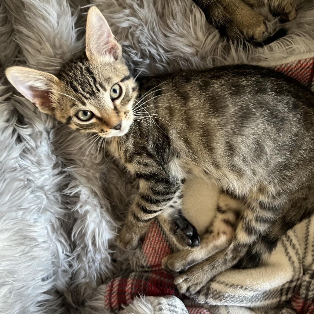 Enlarge Oscar (C000-597) - Costa Mesa Location, a Adoptable Domestic Short Hair in Chino Hills, CA image 5/6