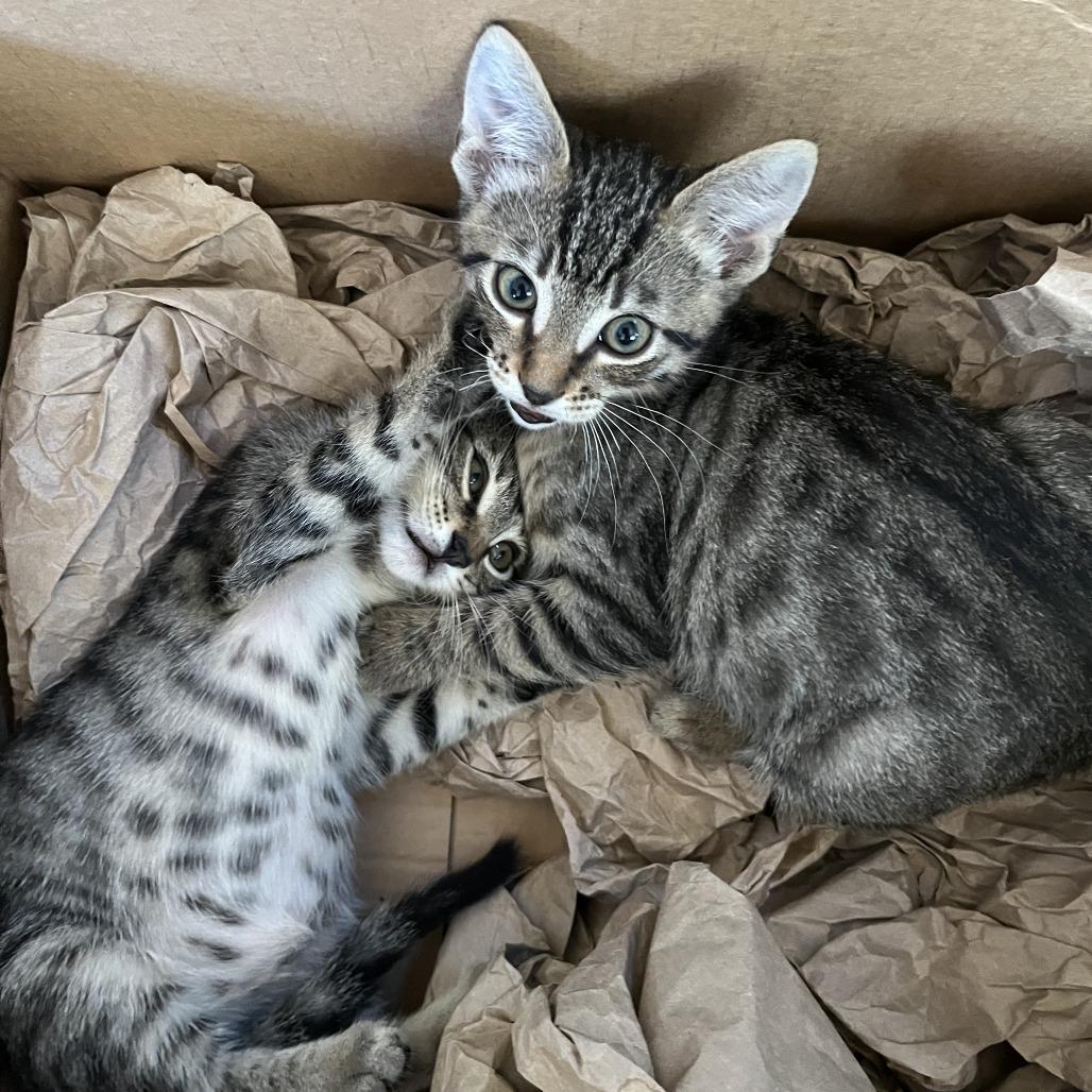 Enlarge Oscar (C000-597) - Costa Mesa Location, a Adoptable Domestic Short Hair in Chino Hills, CA image 6/6