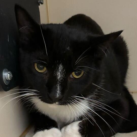 Enlarge Nautilus, a Adoptable Domestic Short Hair in Dayton, OH image 1/3