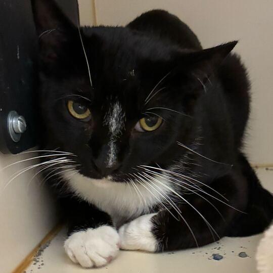 Enlarge Nautilus, a Adoptable Domestic Short Hair in Dayton, OH image 2/3