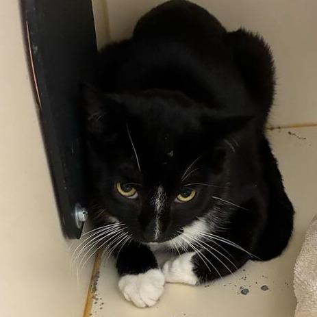 Enlarge Nautilus, a Adoptable Domestic Short Hair in Dayton, OH image 3/3
