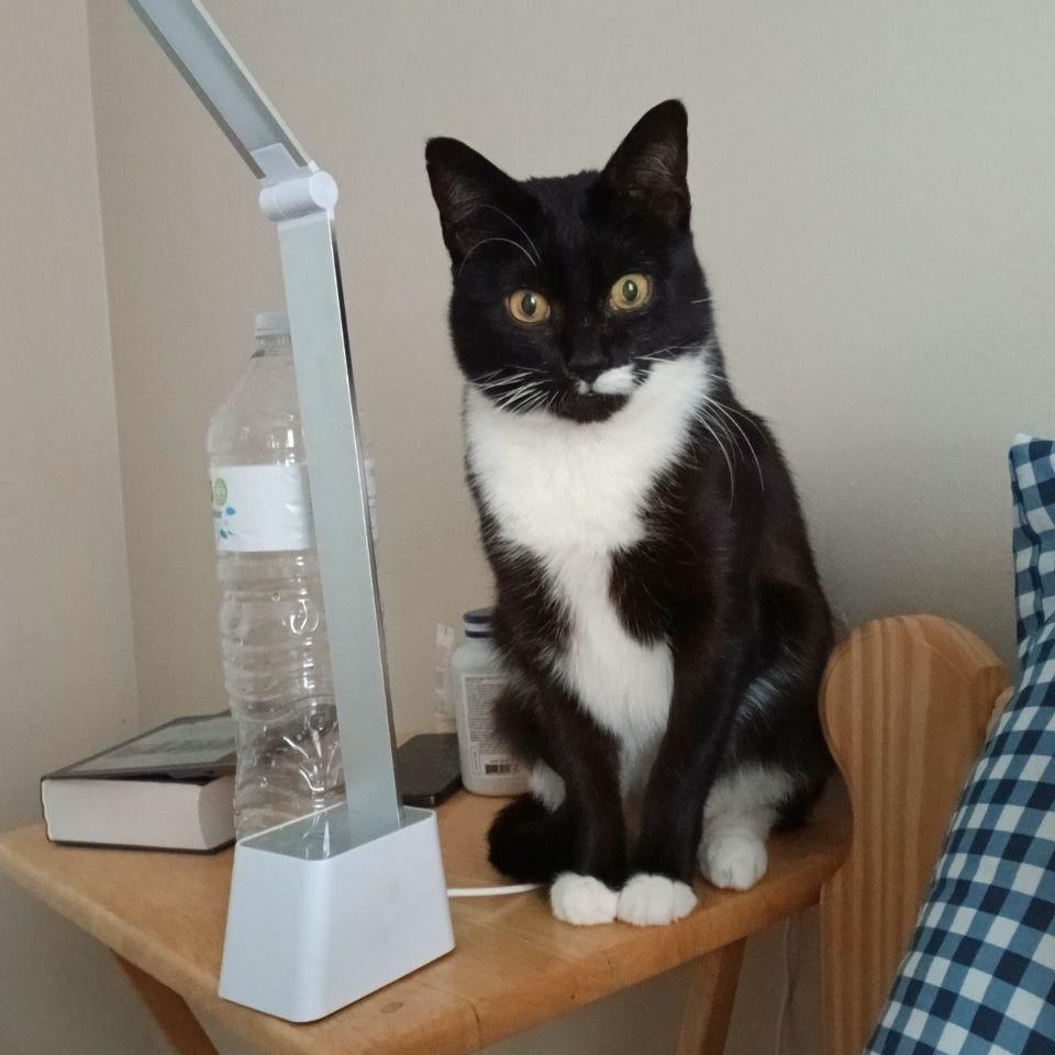 Tookie, Adoptable, Senior Male Domestic Short Hair.