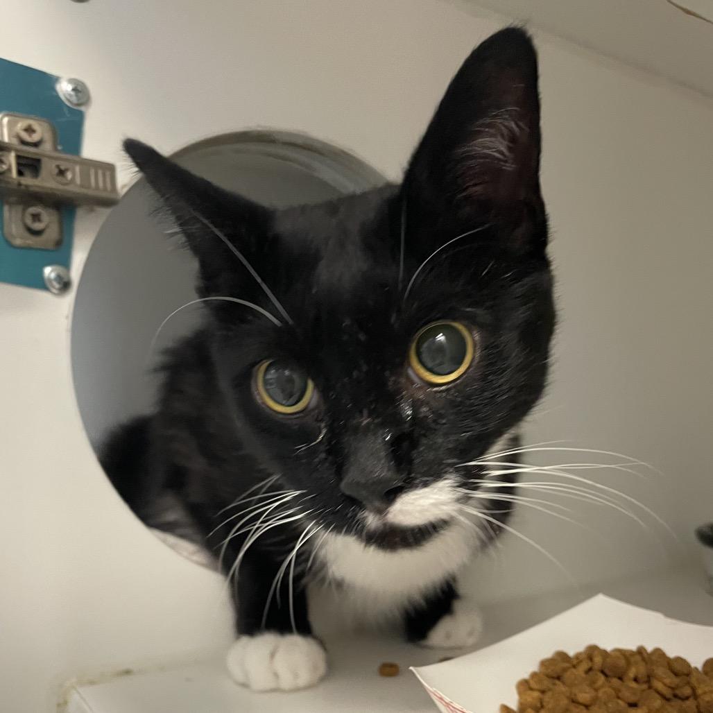 Tookie, Adoptable, Senior Male Domestic Short Hair.