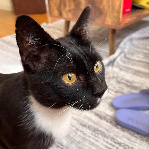 Tookie, a Adoptable Domestic Short Hair in Philadelphia, PA image 2/6