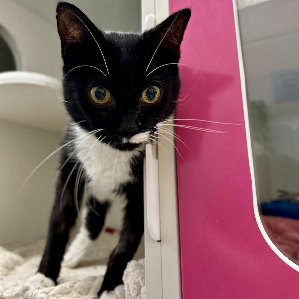 Enlarge Tookie, a Adoptable Domestic Short Hair in Philadelphia, PA image 4/6