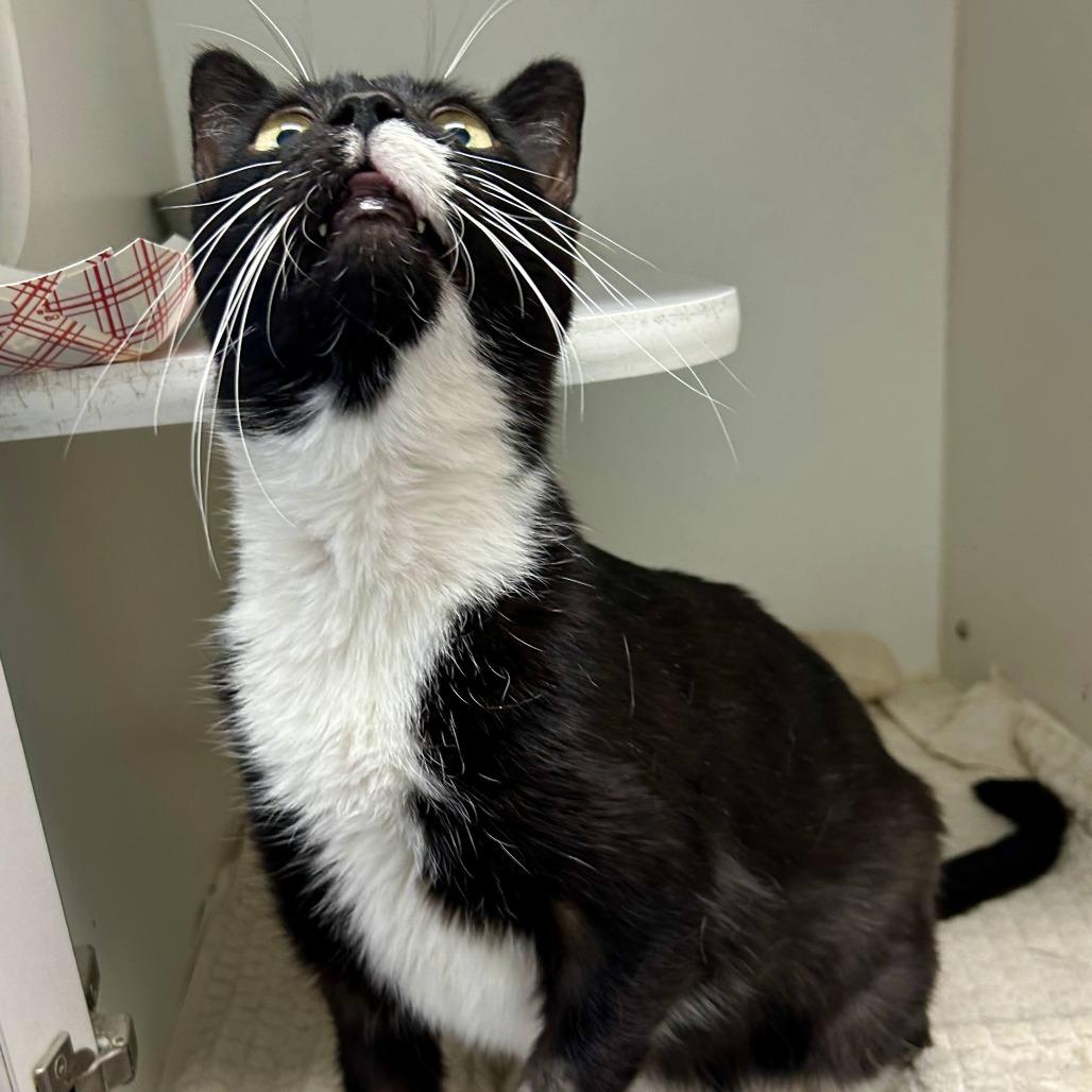 Enlarge Tookie, a Adoptable Domestic Short Hair in Philadelphia, PA image 5/6