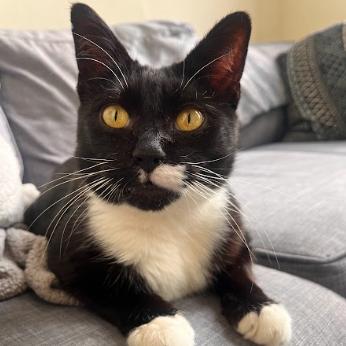 Tookie, a Adoptable Domestic Short Hair in Philadelphia, PA image 5/6