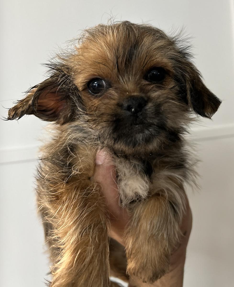 #235 Spud, Adoptable, Puppy Male Yorkshire Terrier.