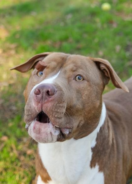 Alfred 60522, Adoptable, Adult Male Pit Bull Terrier & Mixed Breed.