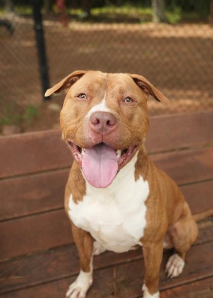 Enlarge Alfred 60522, a Adoptable mixed breed in Aiken, SC image 2/3