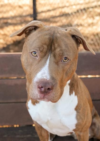 Enlarge Alfred 60522, a Adoptable mixed breed in Aiken, SC image 3/3