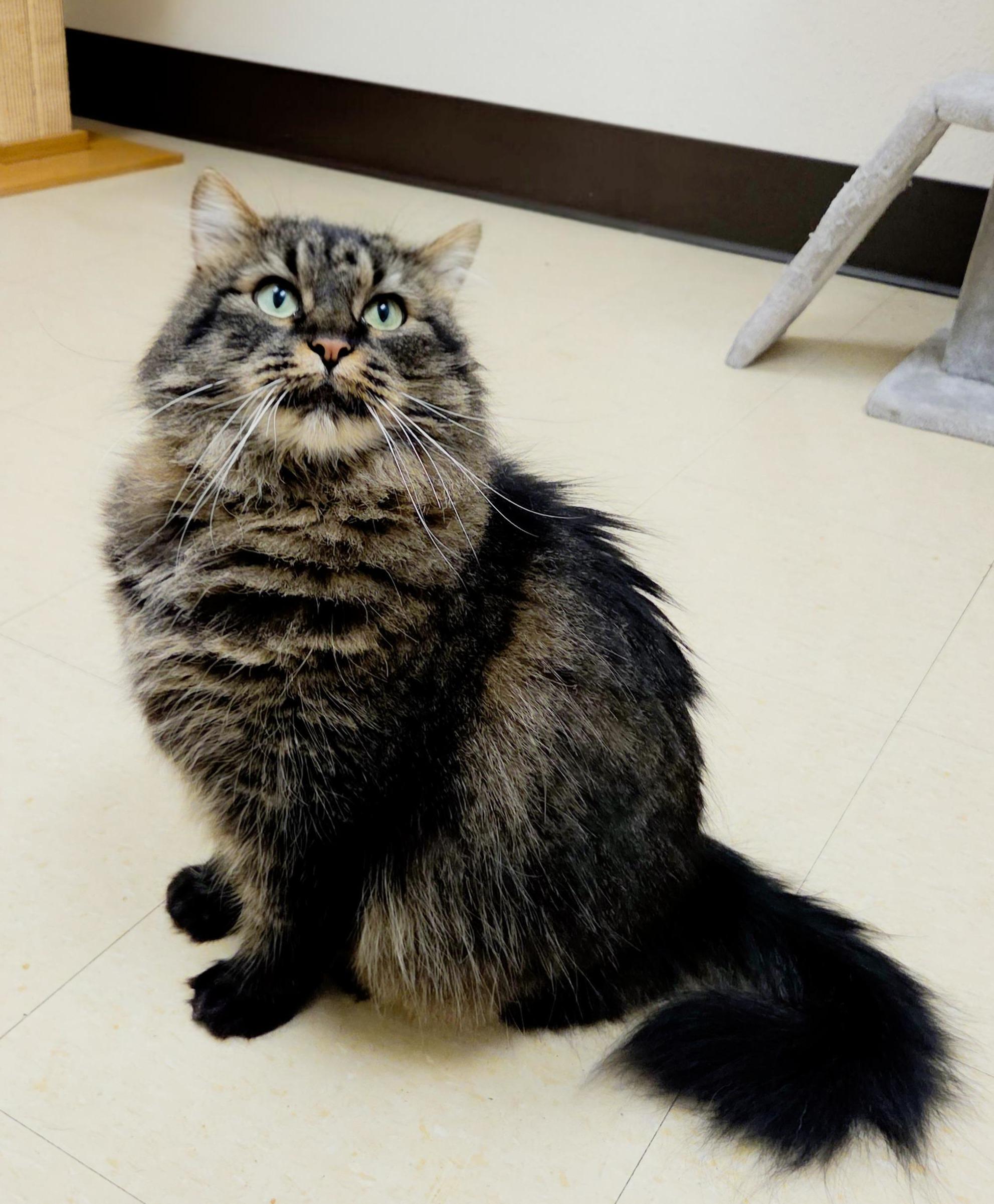 Mischief, a ADOPTABLE Domestic Long Hair in Red Wing, MN image 3/3