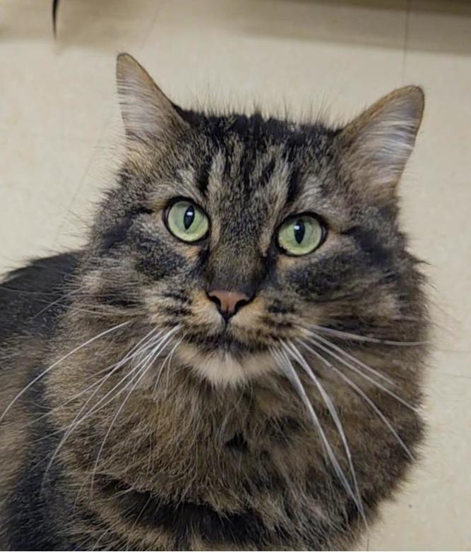 Mischief, a ADOPTABLE Domestic Long Hair in Red Wing, MN image 1/3