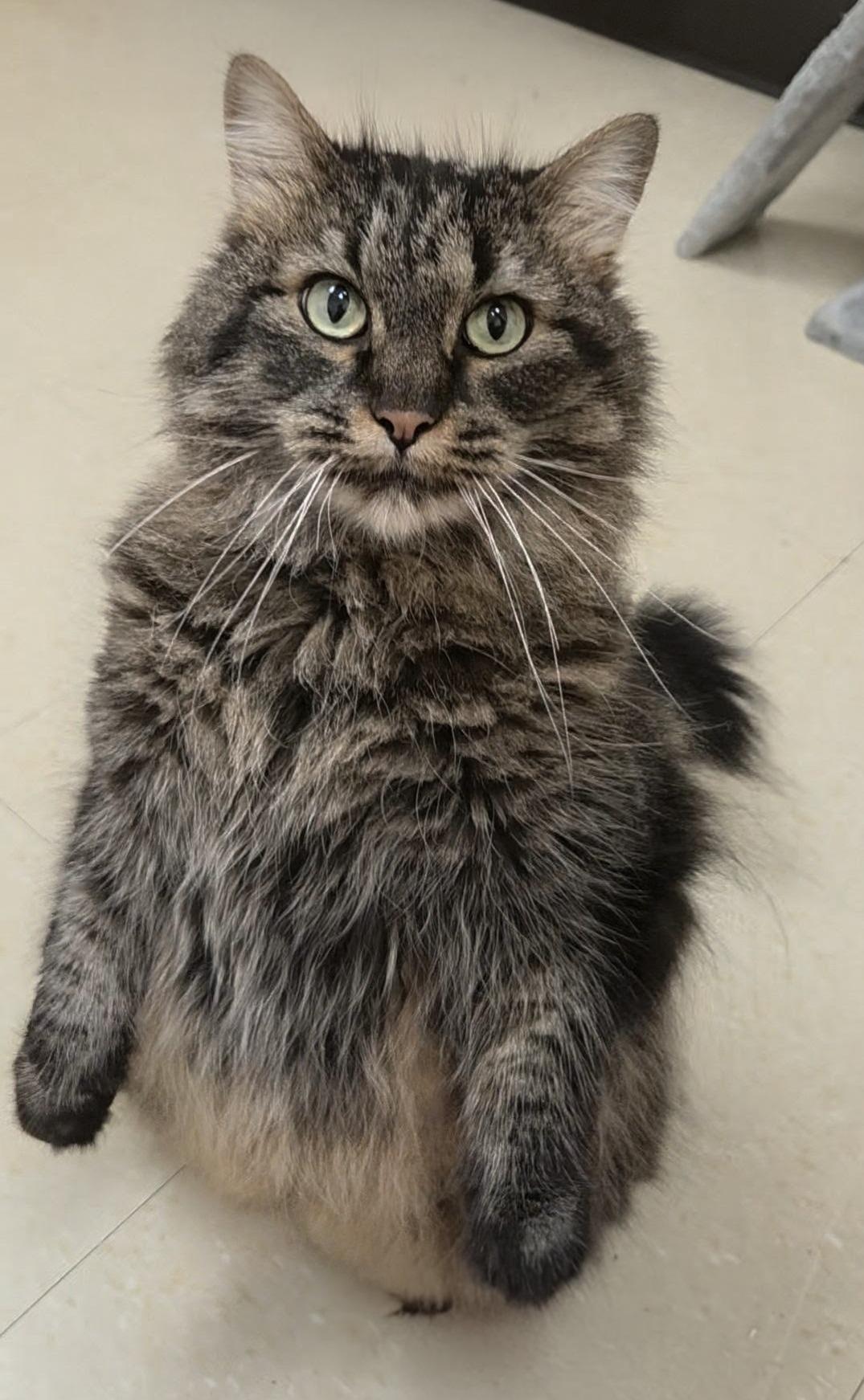 Mischief, a ADOPTABLE Domestic Long Hair in Red Wing, MN image 2/3