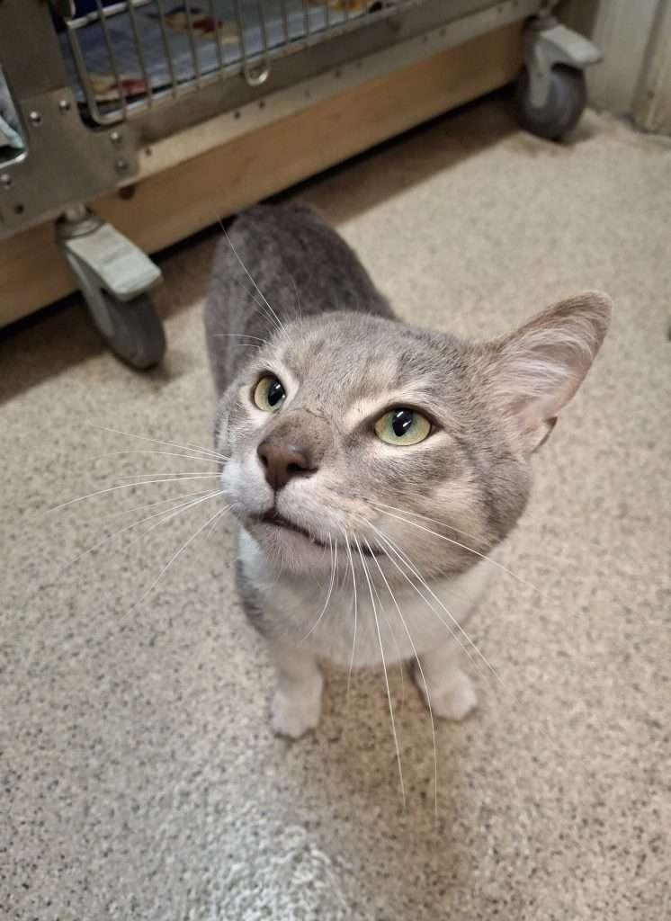 VAN GOGH, a ADOPTABLE Domestic Short Hair in Ironwood, MI image 3/3