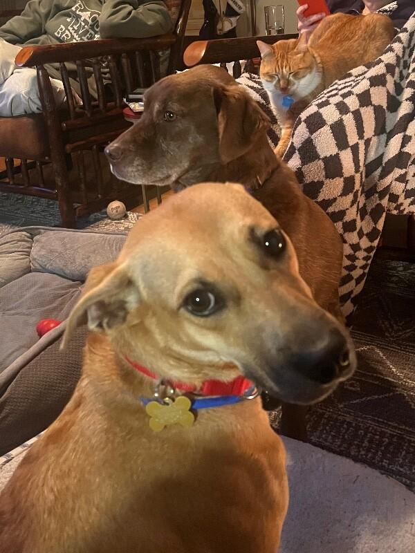 Dory, Adoptable, Adult Female Terrier & Mixed Breed.