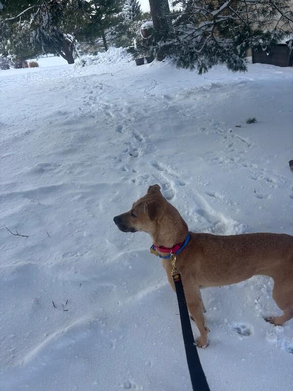 Dory, Adoptable, Adult Female Terrier & Mixed Breed.