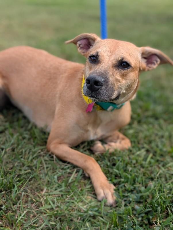 Dory, a Adoptable mixed breed in Berkeley Heights, NJ image 3/6