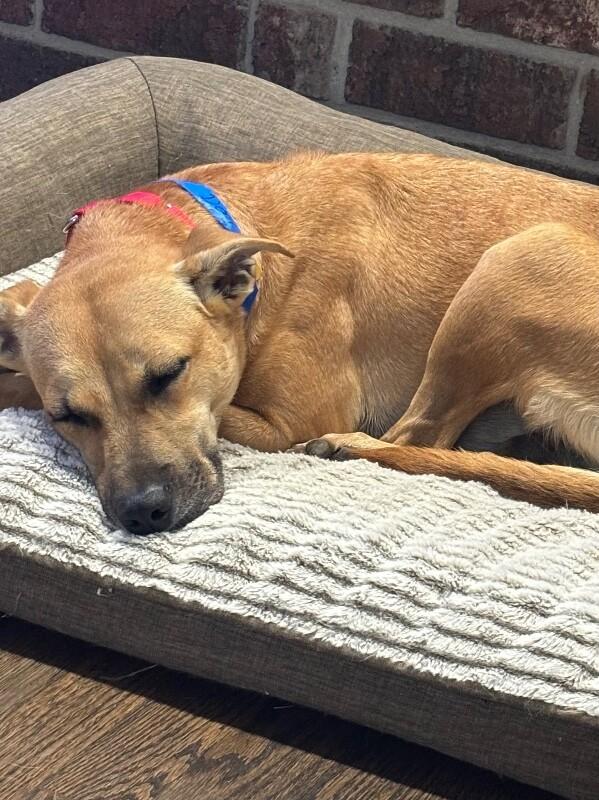 Dory, a Adoptable mixed breed in Berkeley Heights, NJ image 4/6