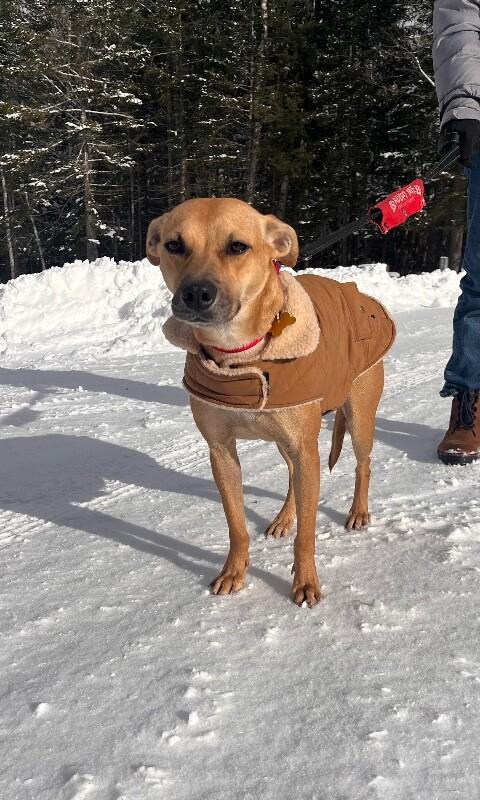 Enlarge Dory, a Adoptable mixed breed in Berkeley Heights, NJ image 3/6